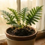 Gezonde groene plant met stevige stengels in donkere aarde, wortels zichtbaar, warm goudkleurig tegenlicht door raam.